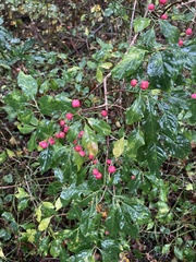 Euonymus europaeus