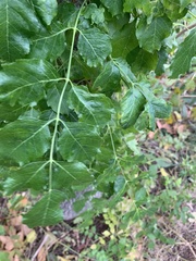 Campsis radicans