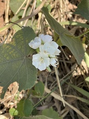 Dombeya rotundifolia image