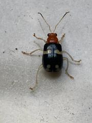 Gynandrobrotica