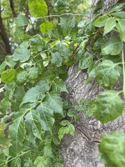 Campsis radicans