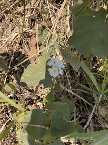 Dombeya rotundifolia image