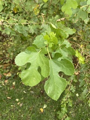 Morus rubra