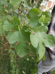 Morus rubra