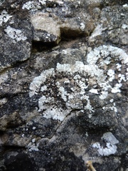 Solenopsora candicans