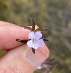 Dyschoriste angusta