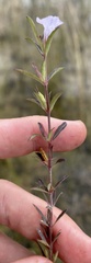 Dyschoriste angusta