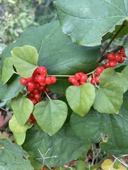 Cocculus carolinus