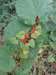 Cocculus carolinus