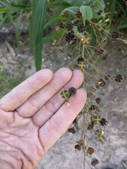 Wissadula amplissima