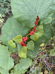 Cocculus carolinus