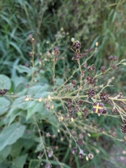 Wissadula amplissima