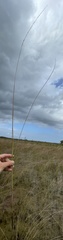 Paspalum monostachyum