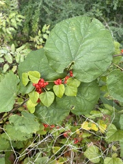 Cocculus carolinus