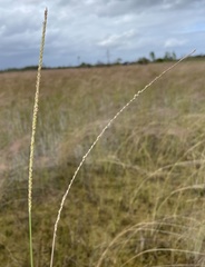 Paspalum monostachyum