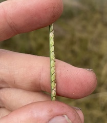 Paspalum monostachyum