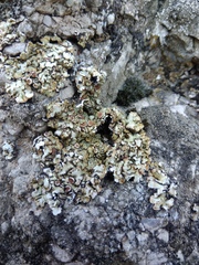 Squamarina cartilaginea