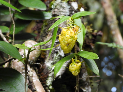 Epidendrum envigadoense Hágsater