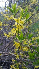 Forsythia × intermedia
