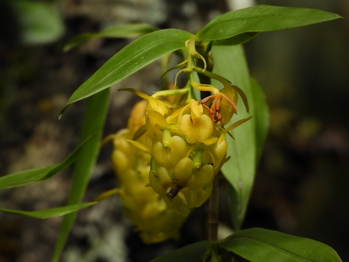 Epidendrum envigadoense Hágsater 2