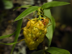 Epidendrum envigadoense