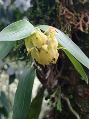 Epidendrum envigadoense