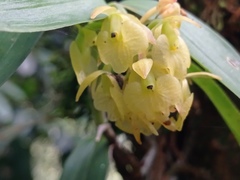 Epidendrum envigadoense