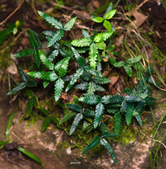 Doryopteris triphylla
