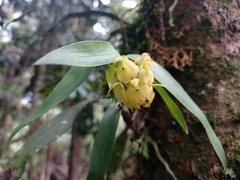 Epidendrum envigadoense