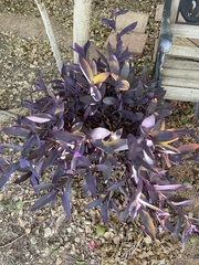 Tradescantia