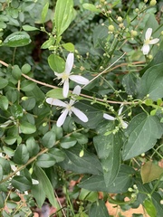 Clematis terniflora
