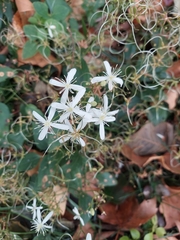 Clematis terniflora