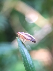 Peplomyza