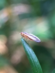 Peplomyza