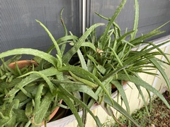 Aloe
