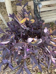 Tradescantia