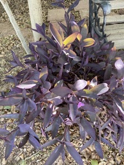Tradescantia