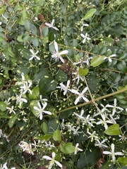 Clematis terniflora