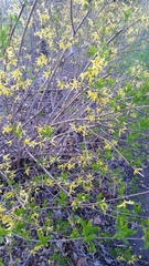 Forsythia × intermedia