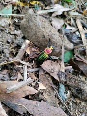 Carabus lineatus