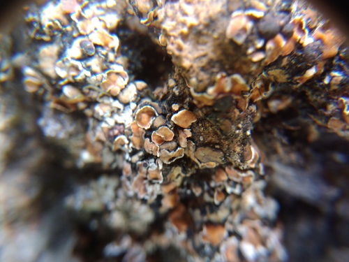 psóra červenkastá (Psora decipiens)