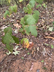 Toxicodendron radicans
