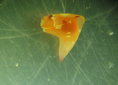 Gastropteron chacmol