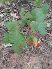 Toxicodendron radicans