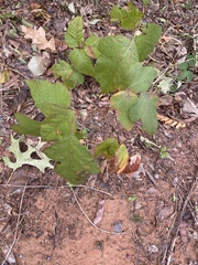 Toxicodendron radicans