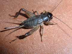 Miogryllus