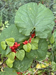 Cocculus carolinus
