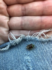 Elasmostethus interstinctus