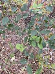 Ulmus parvifolia