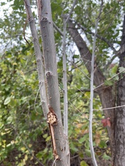 Ulmus americana